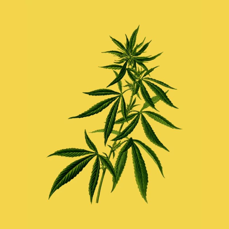 hemp