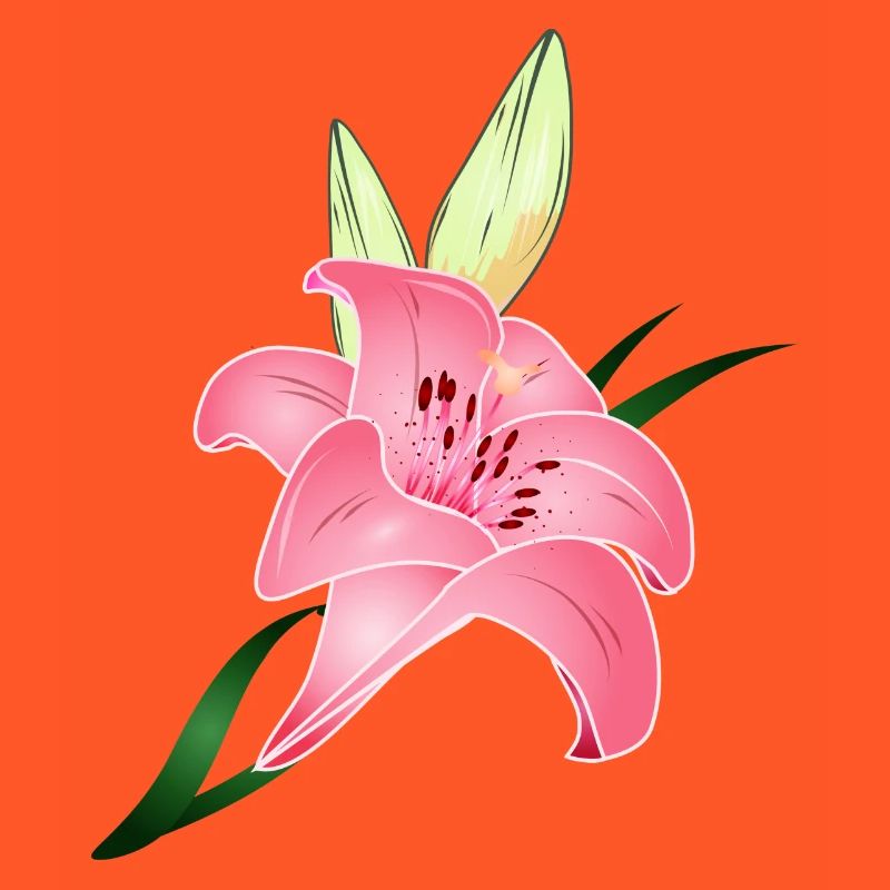 pink lily bloom with two buds