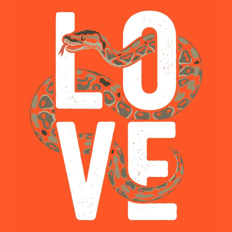 Königspython Schlangen LOVE Terrarium Python