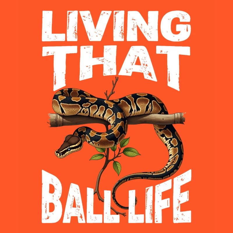 Königspython Schlangen Liebhaber Terrarium Python