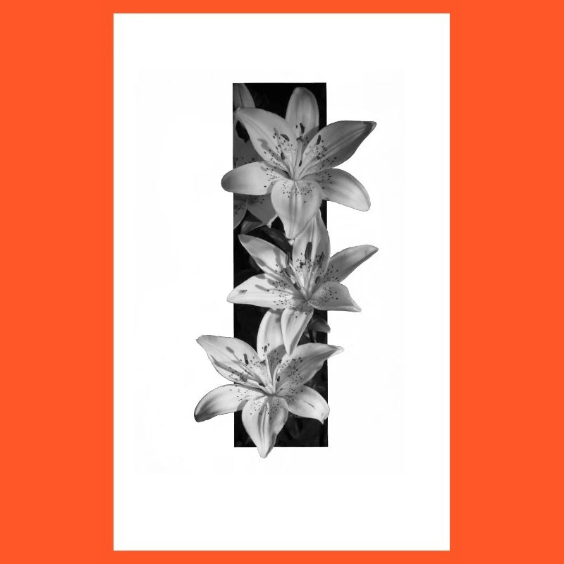 Lys noirs et blancs en rayures