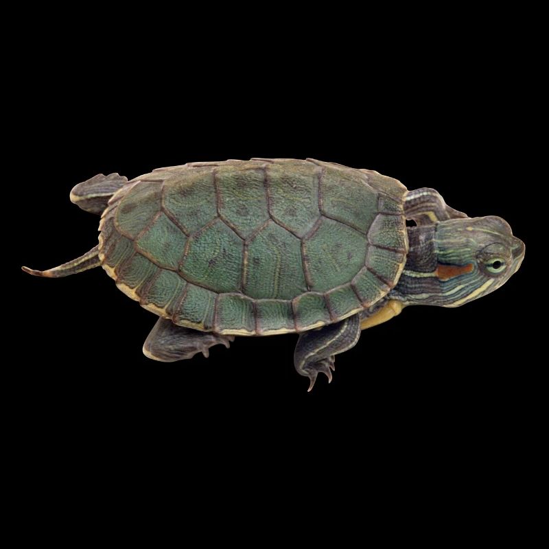 turtle schildkroete tiere animals4