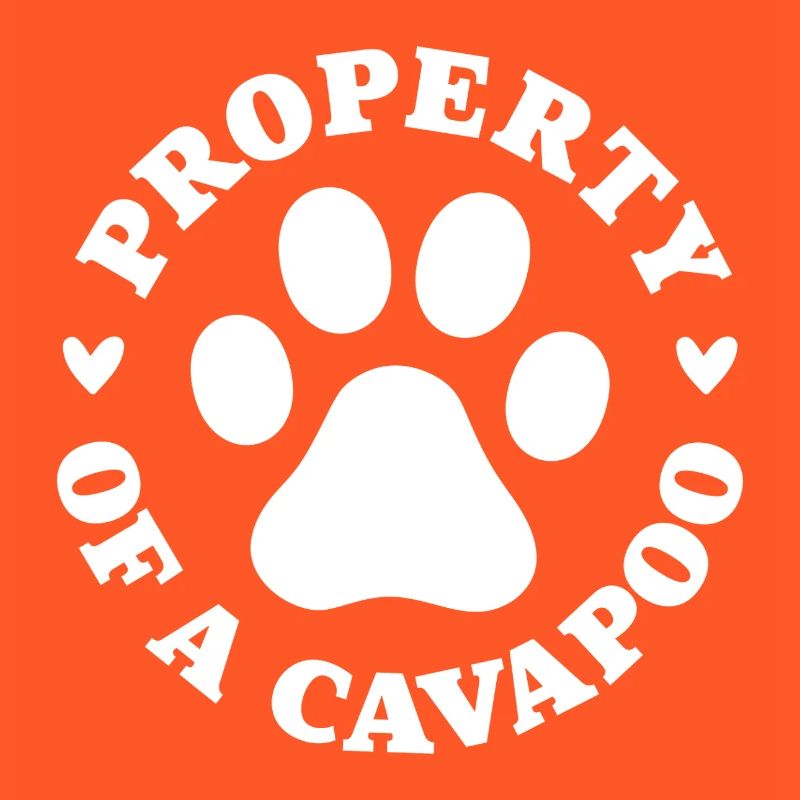 Eigentum eines Cavapoo