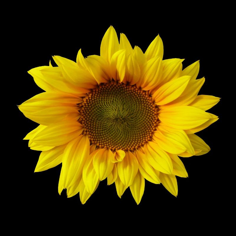 sonnenblume