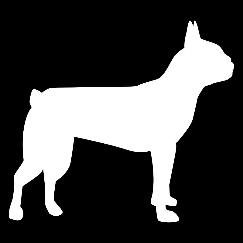 Boston Terrier