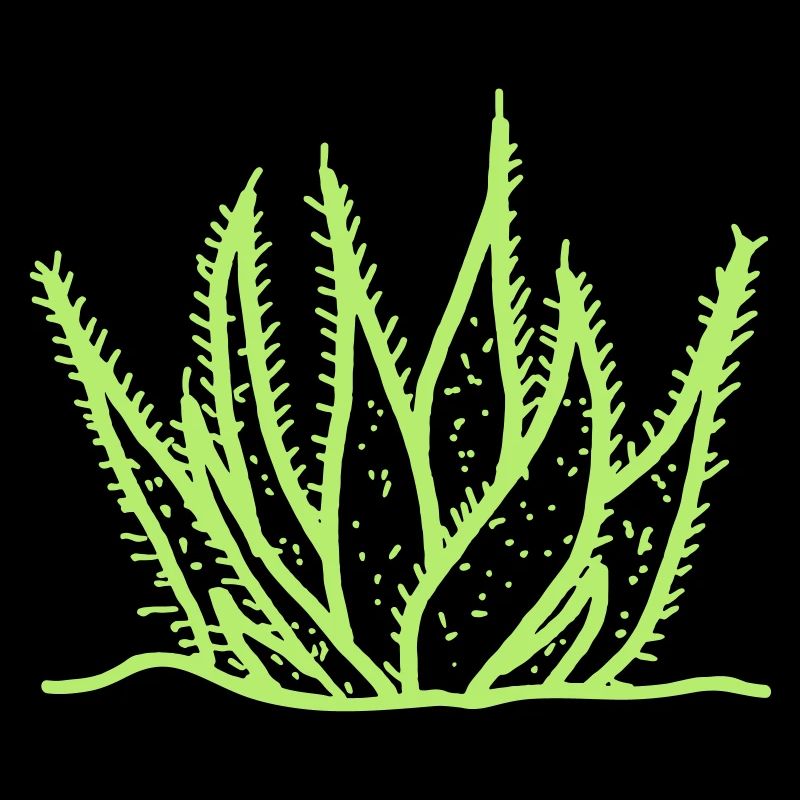 Aloe vera agave cactus drawing