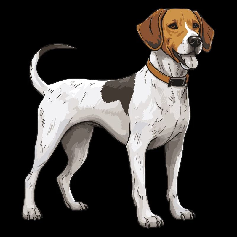 Beagle Hund