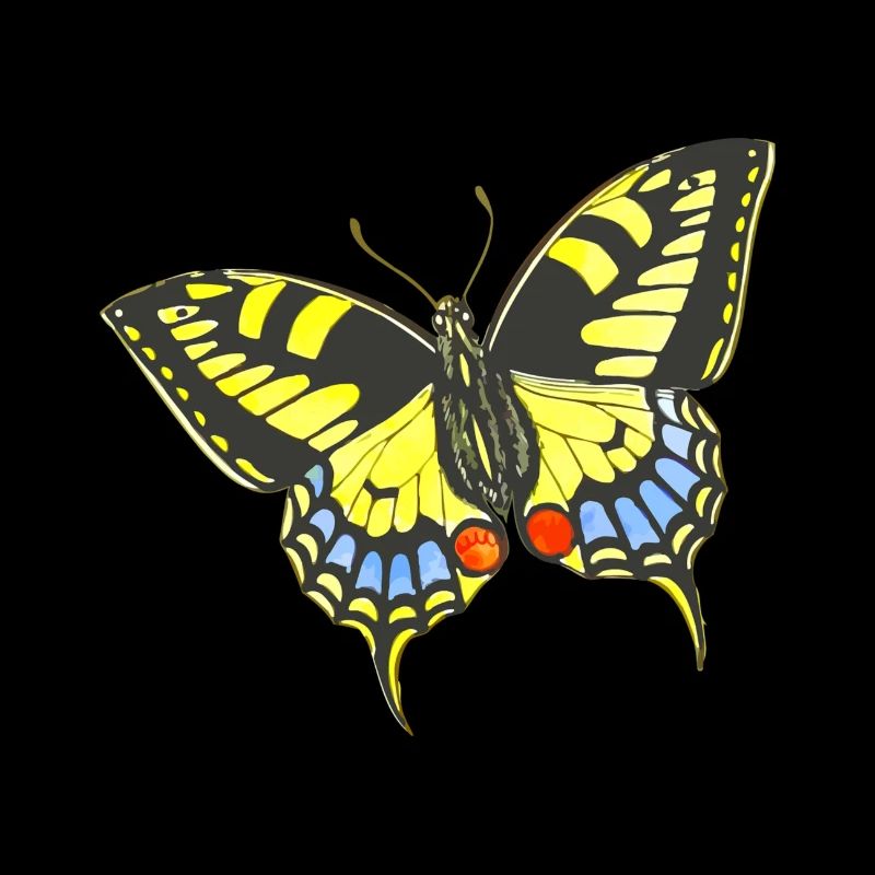 butterfly