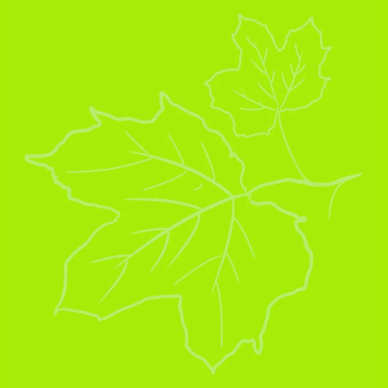 Feuille d’érable / feuilles d’érable, dessin décoratif.