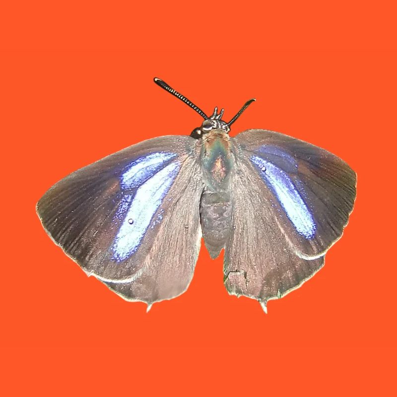 Blauer Eichen-Zipfelfalter