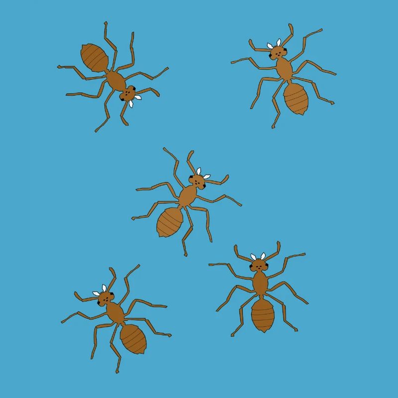 fourmis insectes insecte fourmi