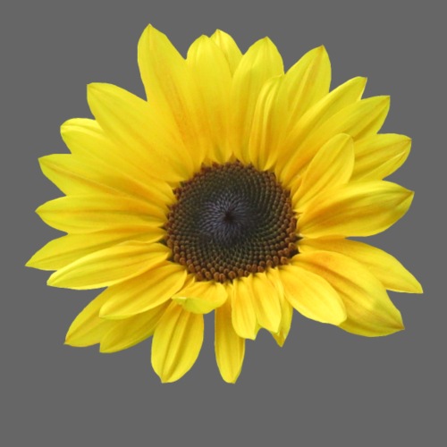 Sonnenblume, Sonnenblumen, Blume, Blüte, floral - Frauen Tank Top atmungsaktiv