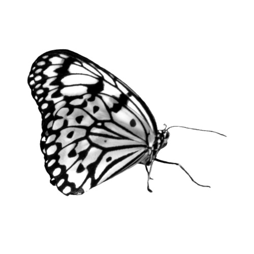 Schmetterling, Schmetterlinge, Insekt, Natur - Frauen Tank Top atmungsaktiv