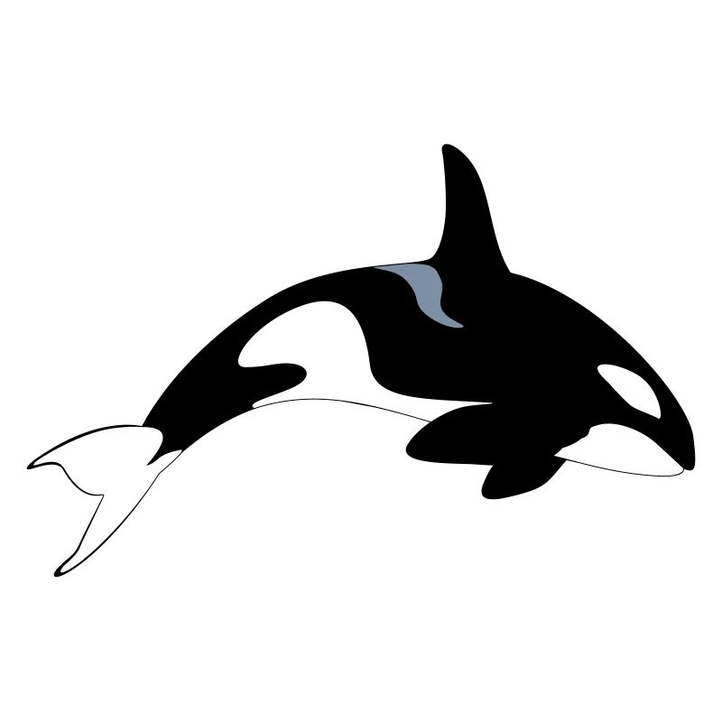 killer whale