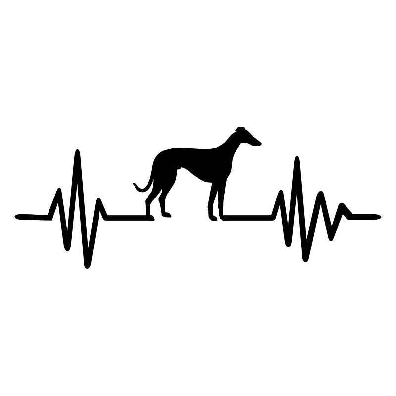Whippet