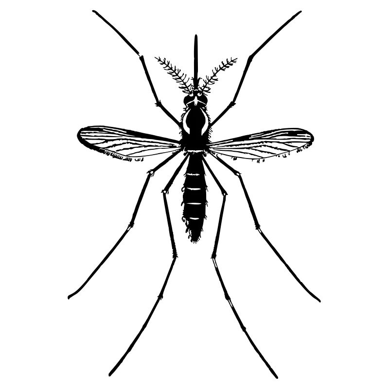 Mosquito mosquito