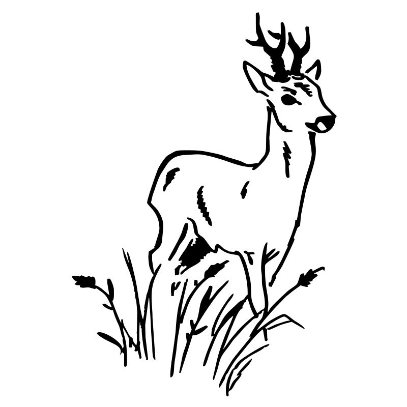 Roe
