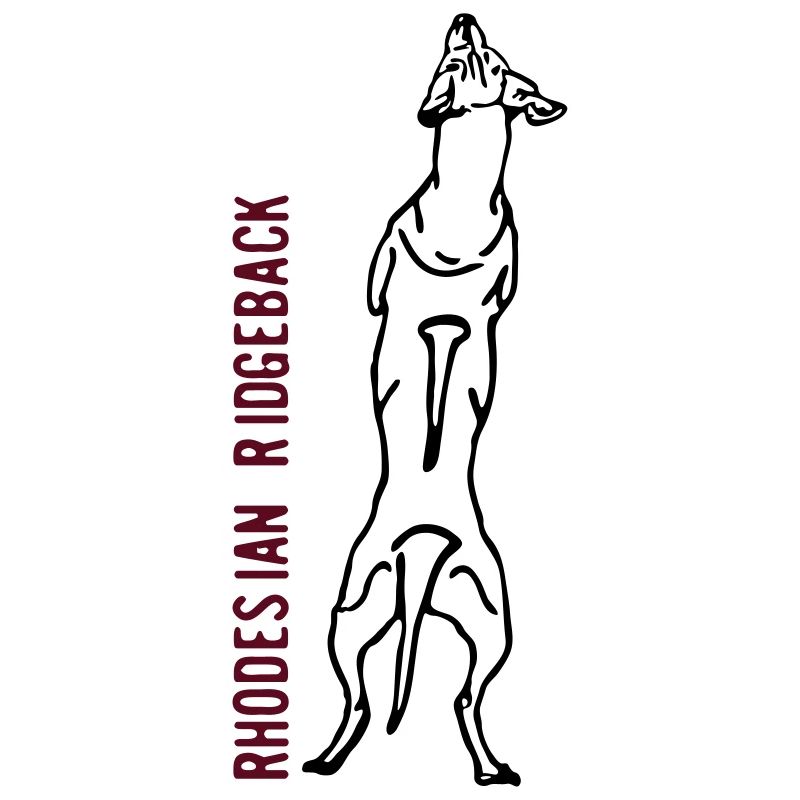 Rhodesian Ridgeback back