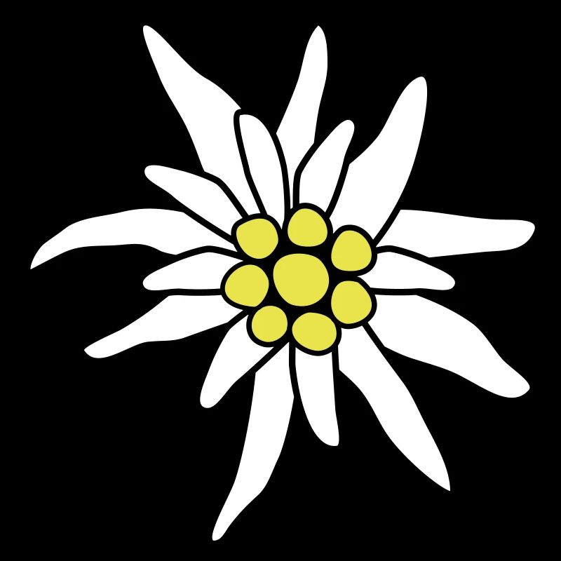 Edelweiss fleur