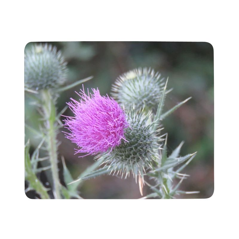 Violetten Distelblüten-Muster