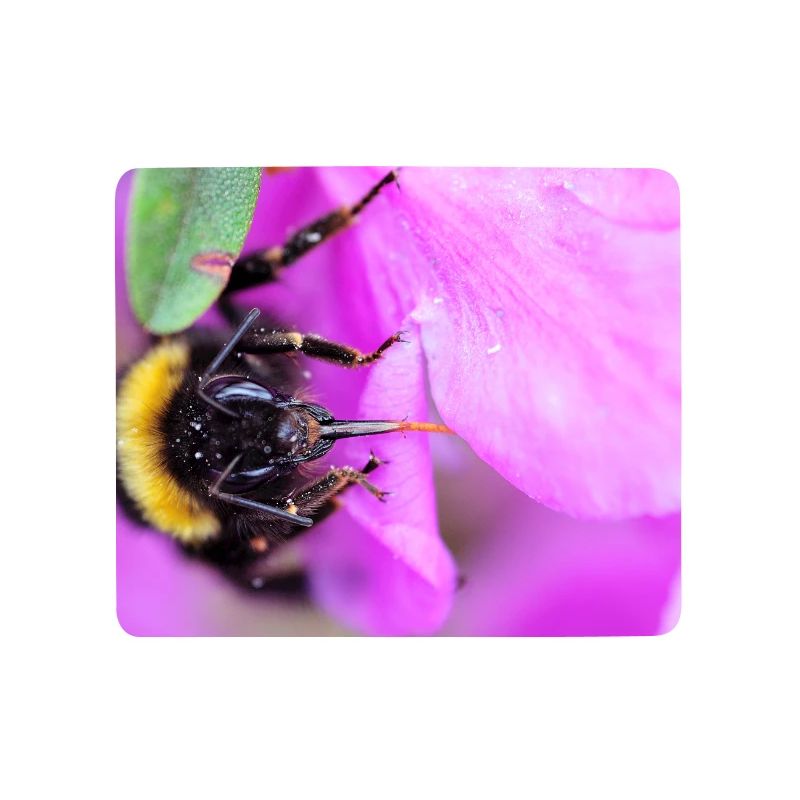 Bee on the violet