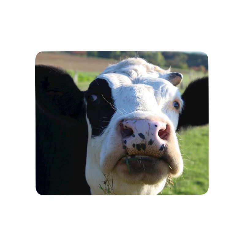 Affiche vache