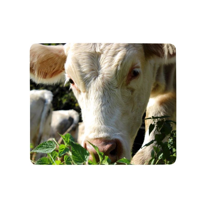 Affiche vache