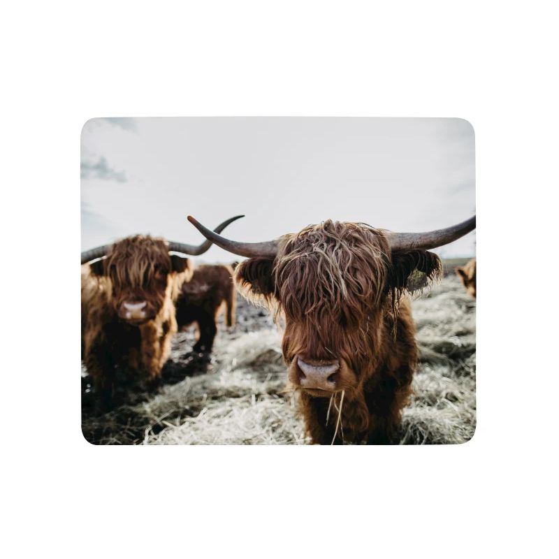 Schottisches Hochlandrind