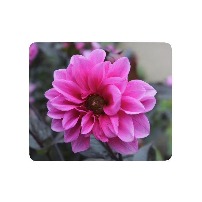 Dahlia rose rose fleur, fleur