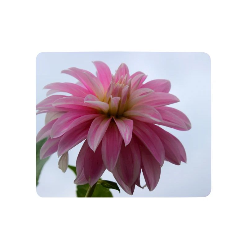 Dahlia rose rose fleur, fleur