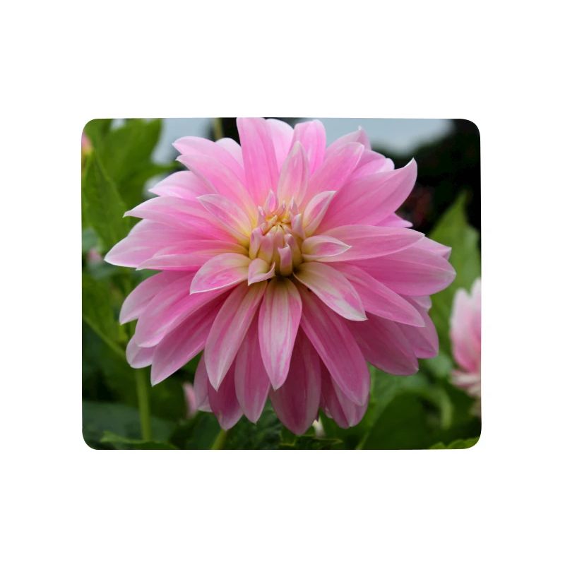 Dahlia rose rose fleur, fleur