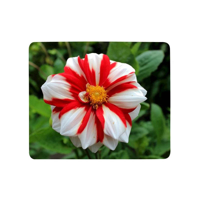 Dahlia blanc rouge fleur, fleur