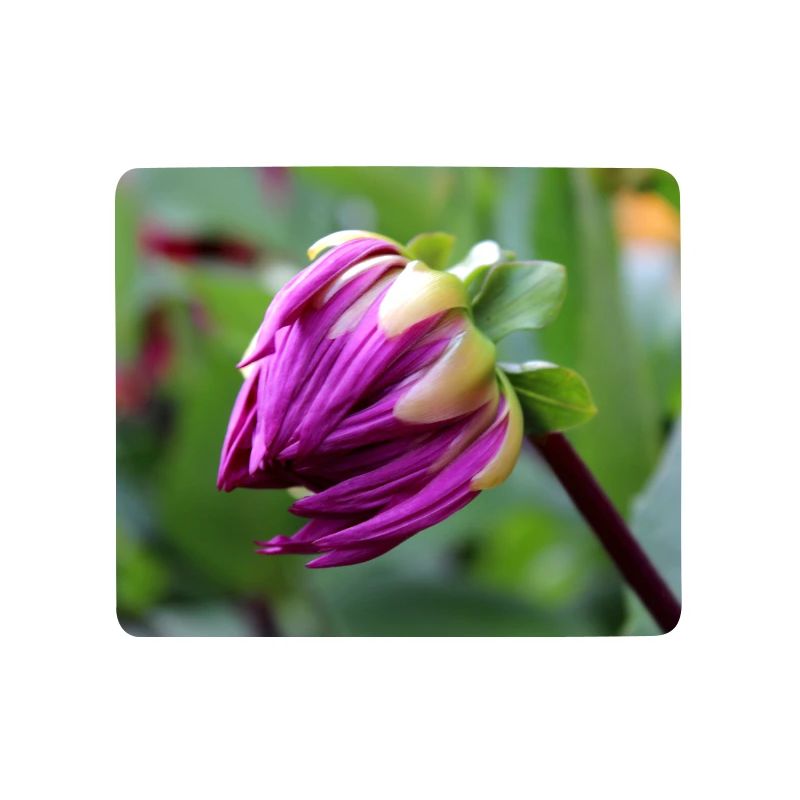 Fleur de Dahlia rouge violet, fleur
