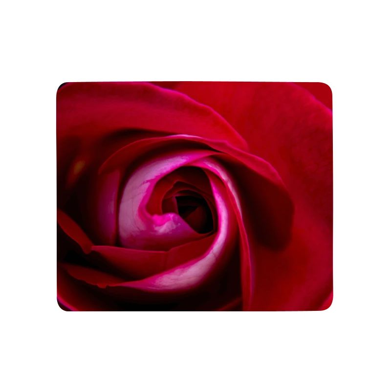 Rote Rosen Nahaufnahme