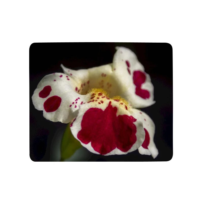 Weiße Blüte mit Rubinflecken