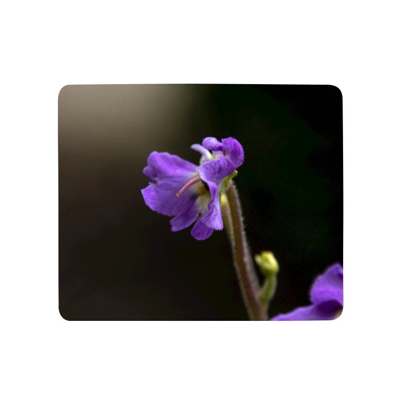 Violette Wildblume Muster