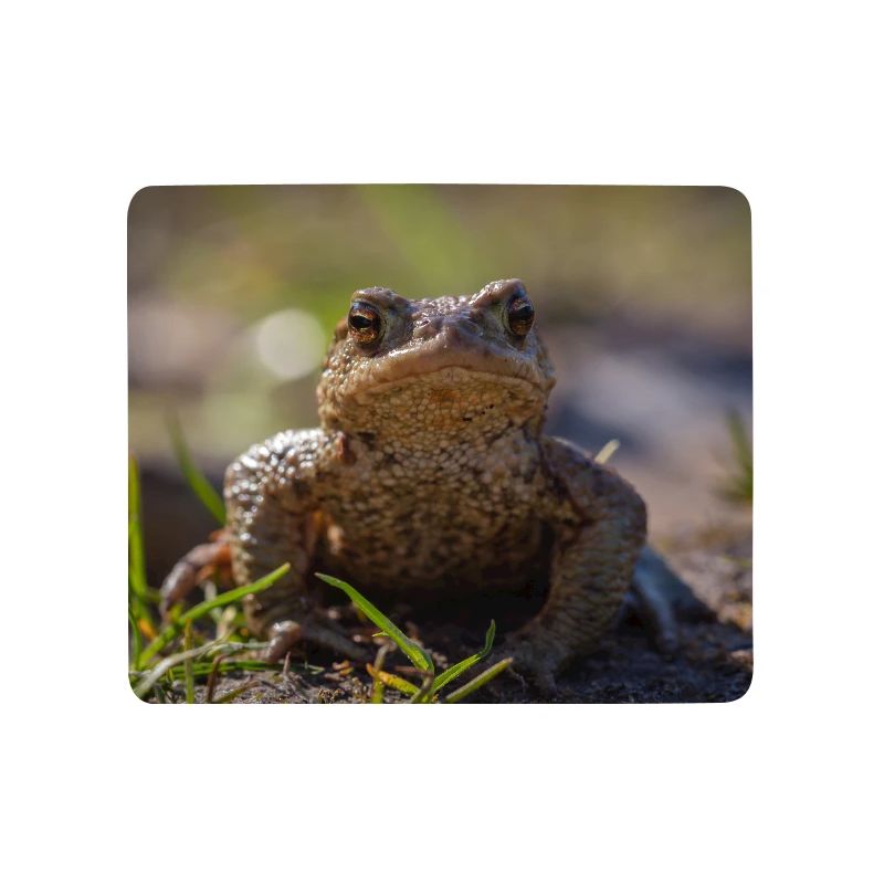 Gros plan d’un crapaud terrestre - Affiche