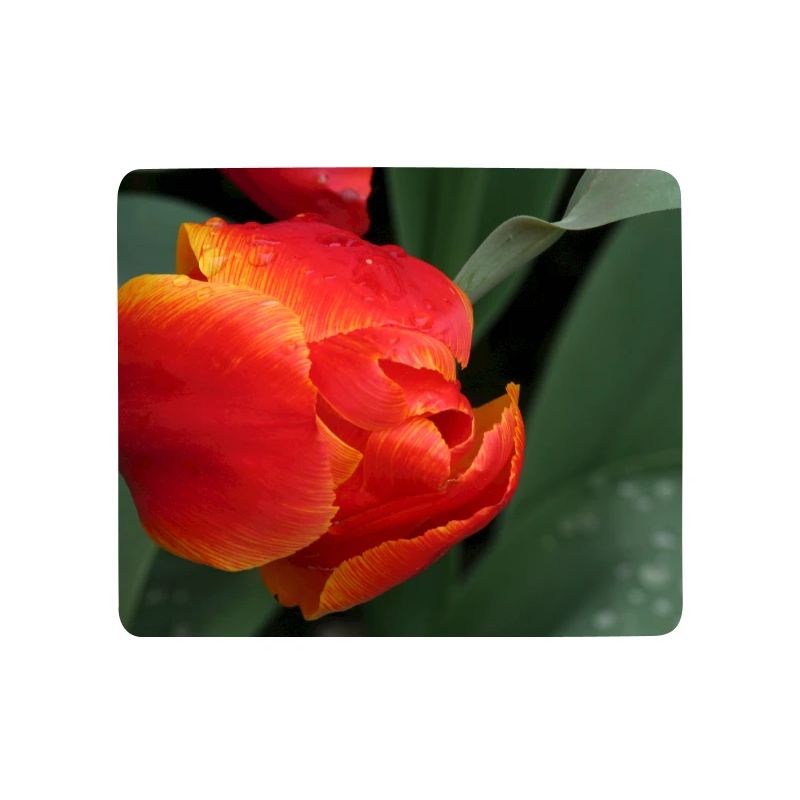 Feurige Tulpenfrische