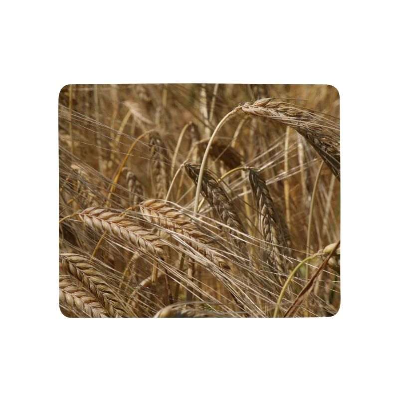 Goldenes Weizenfeld