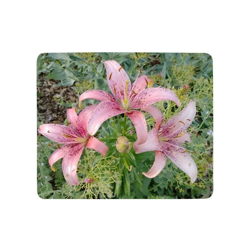 Fleur de lys rose