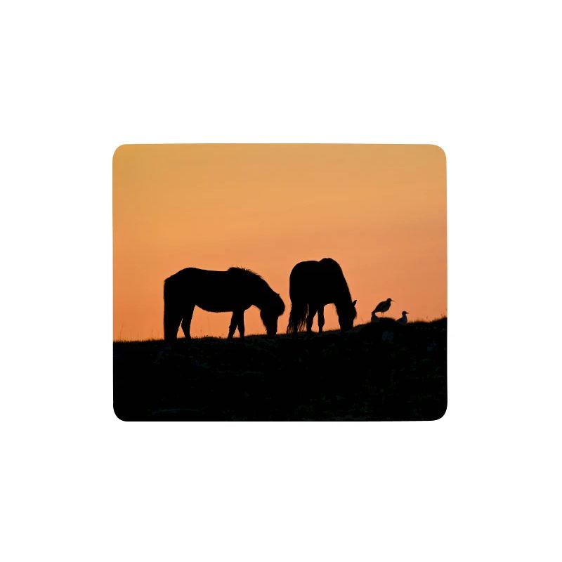 Islandpferde bei Sonnenuntergang
