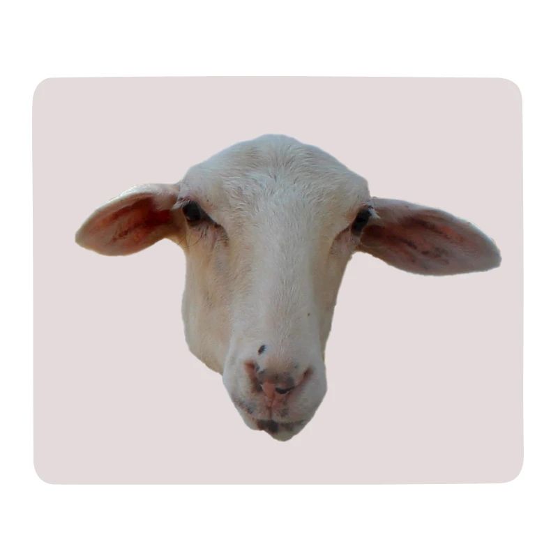 Schaf