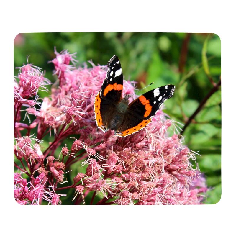 Schmetterlinge