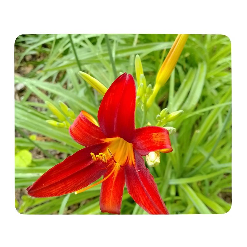 LYS DE FEU