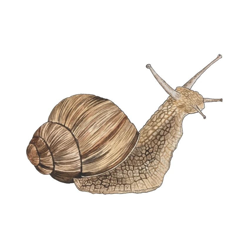 Schnecke Weinbergschnecke
