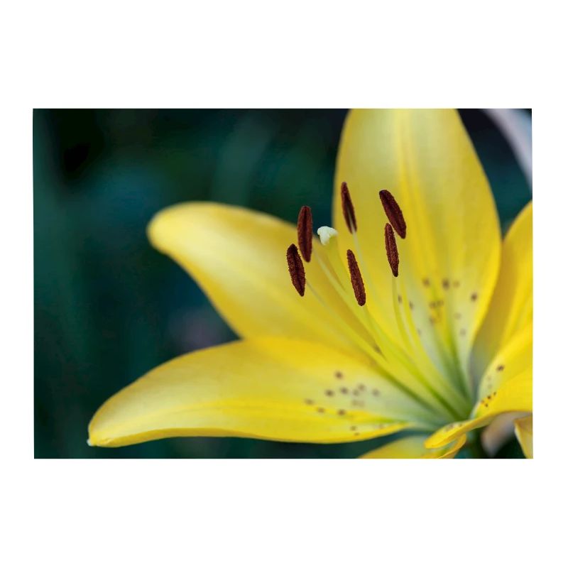 Macro de fleur de fleur de lis jaune