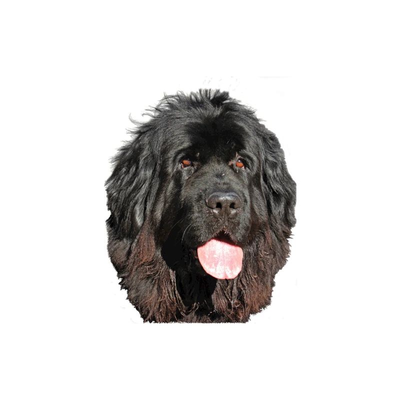 Neufundländerportrait