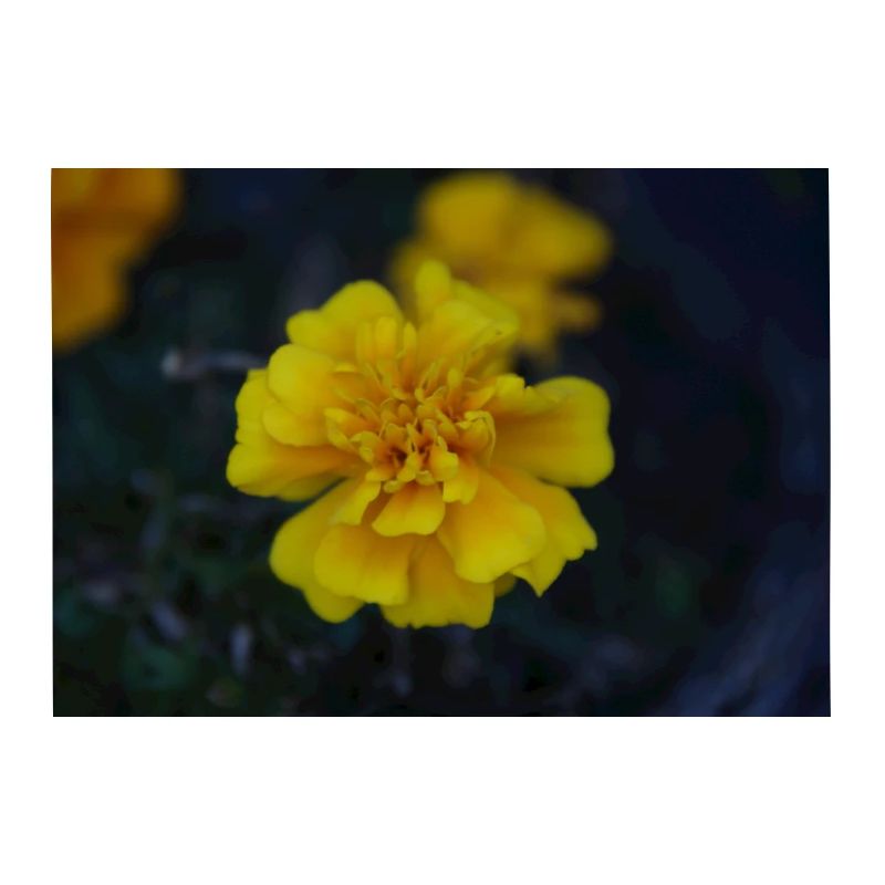gelbe Blume
