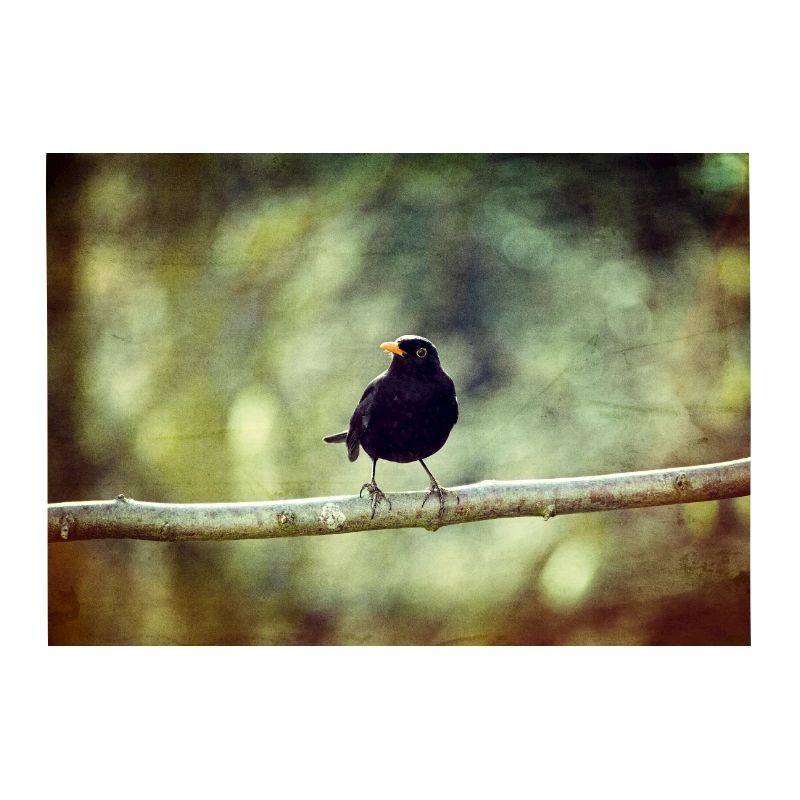 Die Amsel