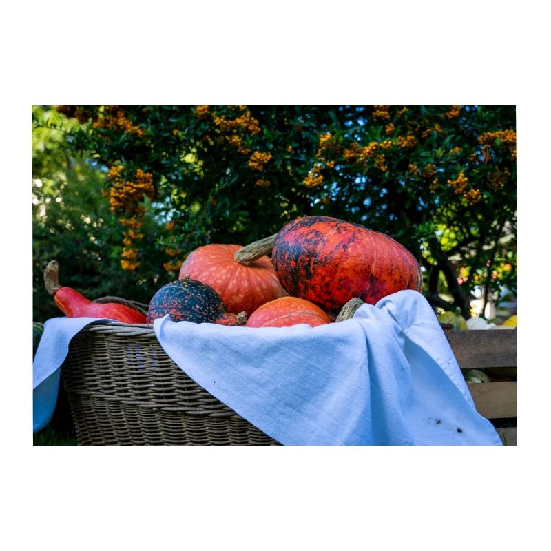 Panier de citrouille